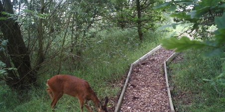 Deer in Woodland